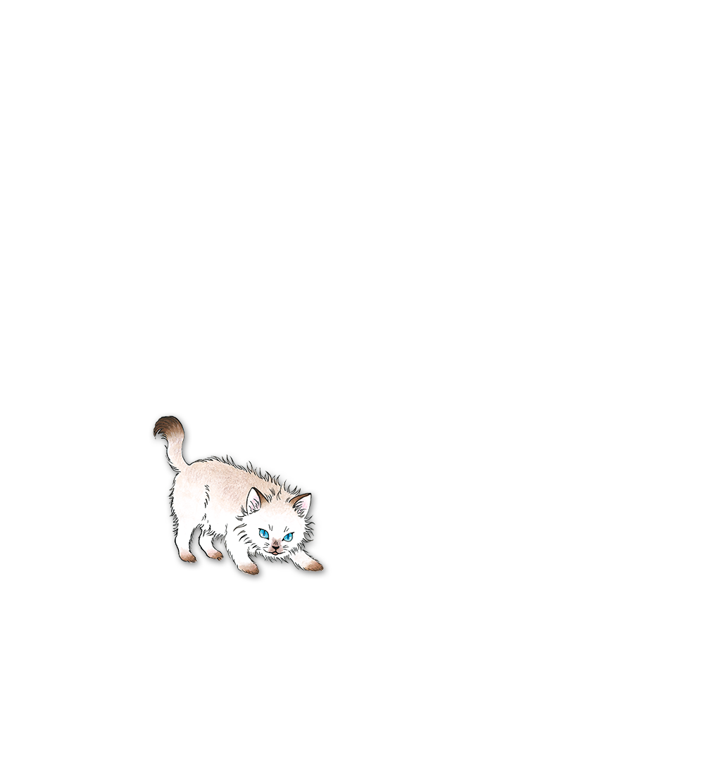 子猫